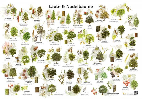 Laub- und Nadelbäume
