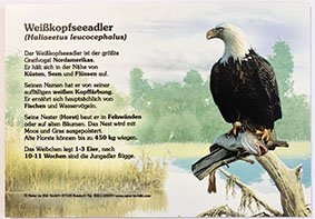 Weißkopfseeadler, 30 x 21 cm