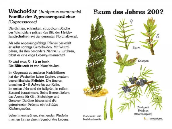 Wacholder - Baum des Jahres 2002