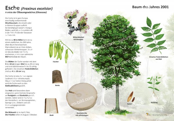 Esche - Baum des Jahres 2001