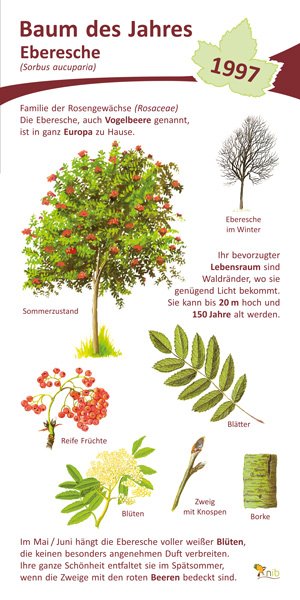 Eberesche, Vogelbeere - Baum des Jahres 1997
