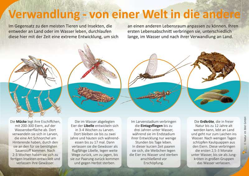 Wer Hat Verwandlungen Für Anfänger Verfasst shop.natur-im-bild.com