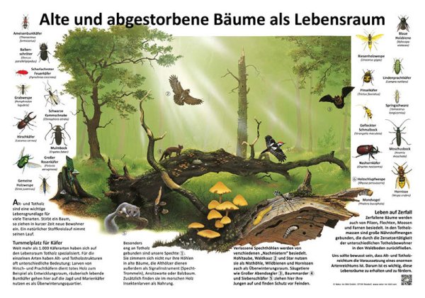 Alte und abgestorbene Bäume als Lebensraum