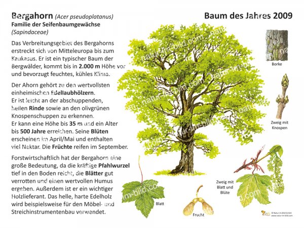 Bergahorn - Baum des Jahres 2009