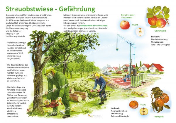 Streuobstwiese - Gefährdung