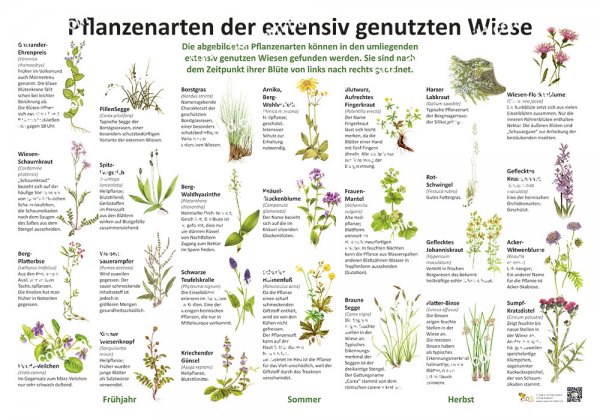 Pflanzenarten der extensiv genutzten Wiesen