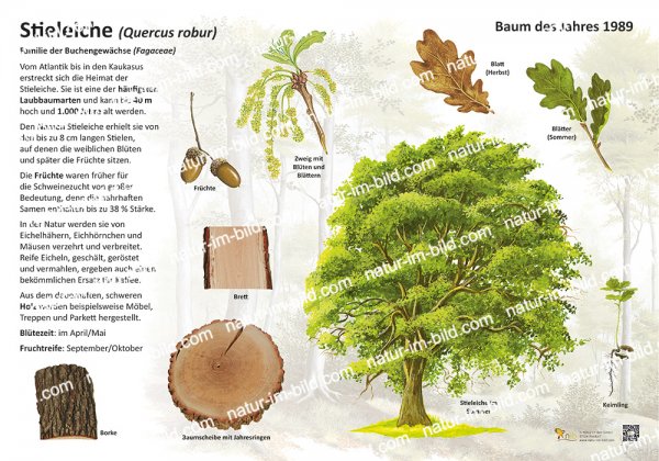 Stieleiche - Baum des Jahres 1989