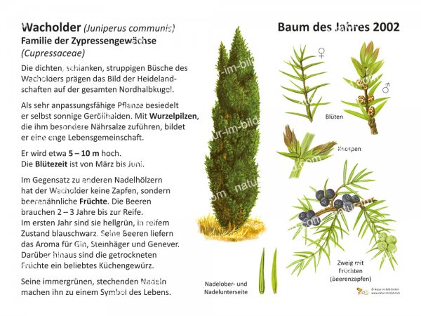 Wacholder - Baum des Jahres 2002