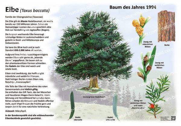 Die Eibe - Baum des Jahres 1994