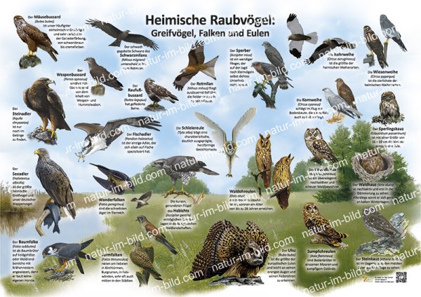 Heimische Raubvögel - Greifvögel, Falken und Eulen