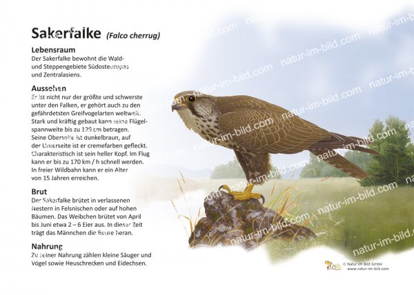 Sakerfalke