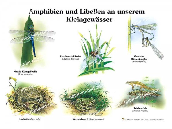 Amphibien und Libellen an unserem Kleingewässer