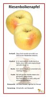 Riesenboikenapfel