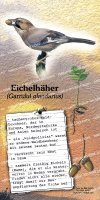 Eichelhäher