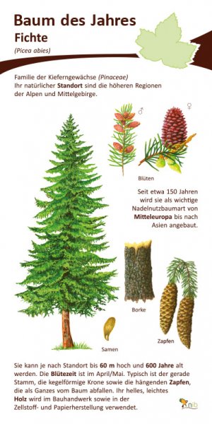 Fichte