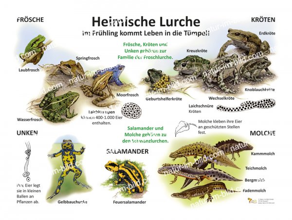Heimische Lurche