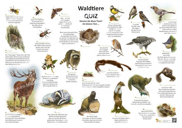 Waldtiere - Quiz