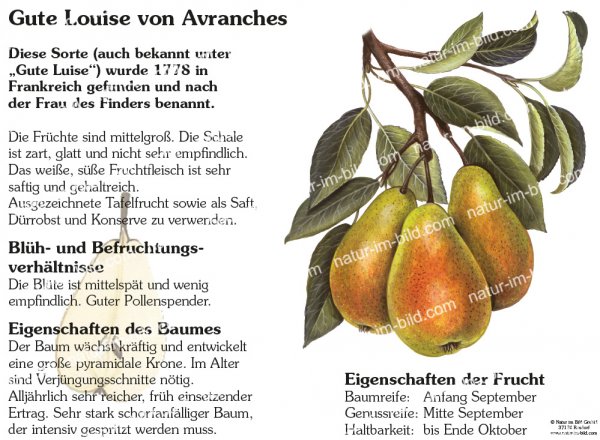 Gute Louise von Avranches