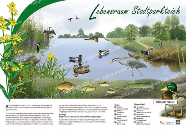 Lebensraum Stadtparkteich