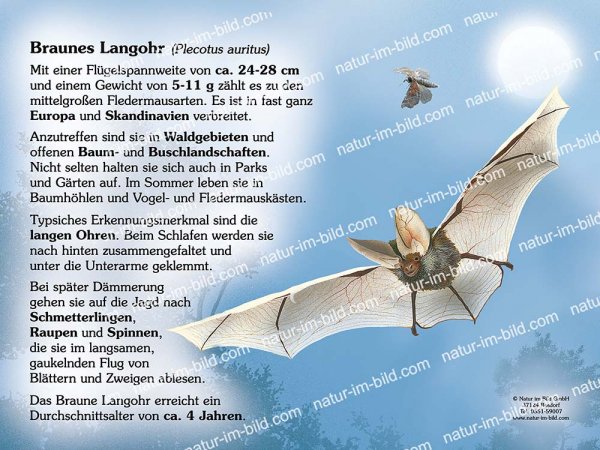 Braunes Langohr