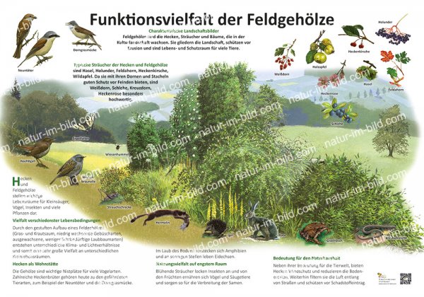 Funktionsvielfalt der Feldgehölze