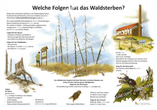Welche Folgen hat das Waldsterben?