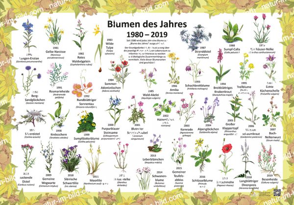 Blumen des Jahres 1980-2019