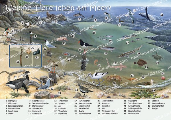 Welche Tiere leben am Meer?