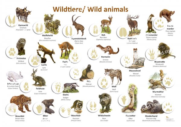 Wildtiere/ Wild animals