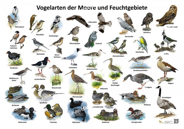 Vogelarten der Moore und Feuchtgebiete