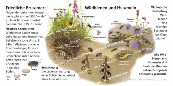 Friedliche Brummer - Wildbienen und Hummeln