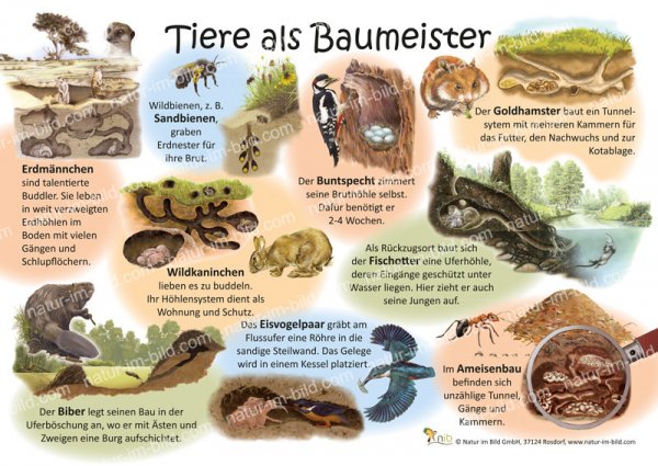 Tiere als Baumeister