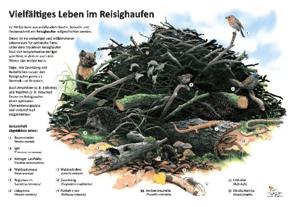 Vielfältiges Leben im Reisighaufen