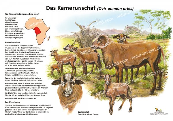 Das Kamerunschaf