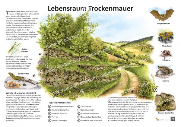 Lebensraum Trockenmauer