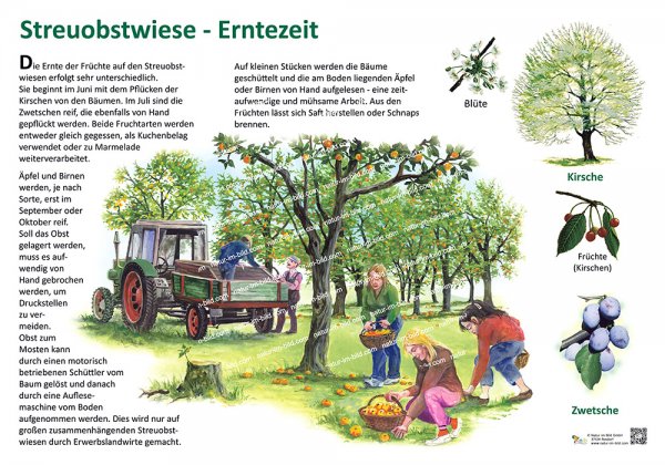 Streuobstwiese - Erntezeit