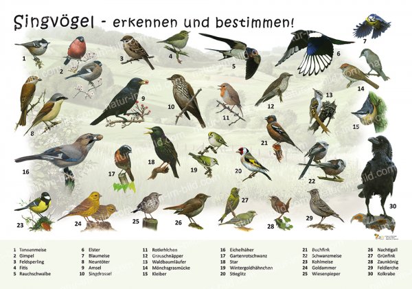 Singvögel - erkennen und bestimmen