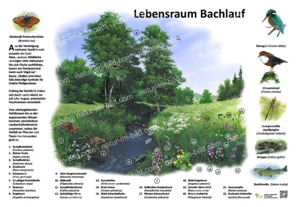 Lebensraum Bachlauf