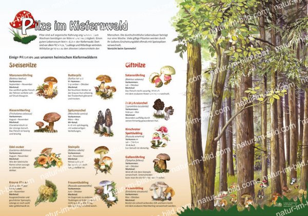 Pilze im Kiefernwald