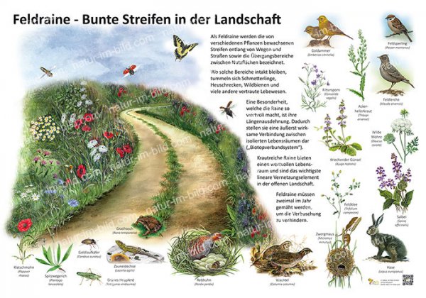 Feldraine - Bunte Streifen in der Natur