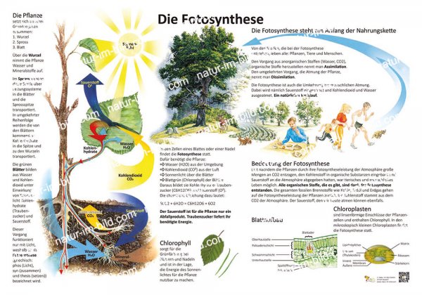 Fotosynthese