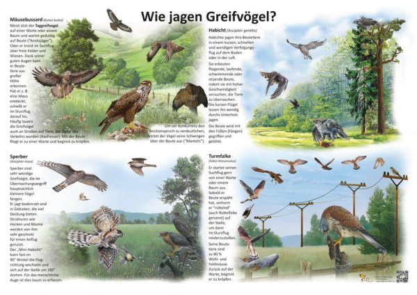 Wie jagen Greifvögel?