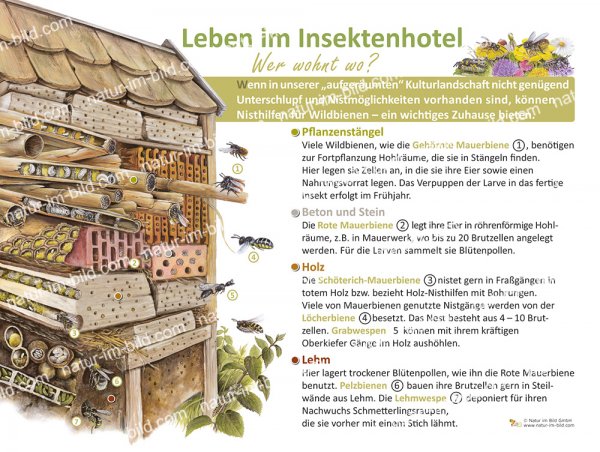 Leben im Insektenhaus 30x40cm