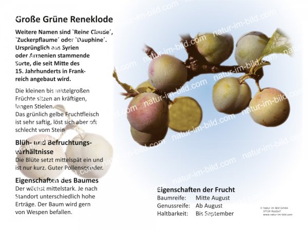 Große Grüne Reneklode