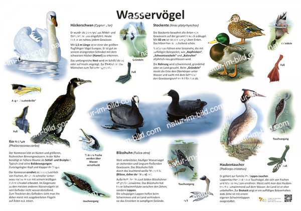 Wasservögel