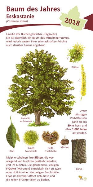 Esskastanie - Baum des Jahres 2018