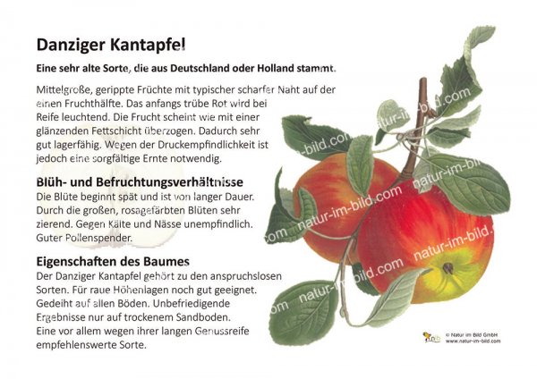 Danziger Kantapfel