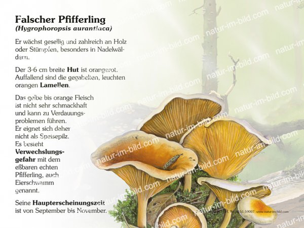 Falscher Pfifferling