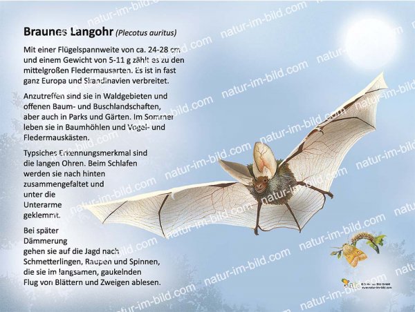 Braunes Langohr