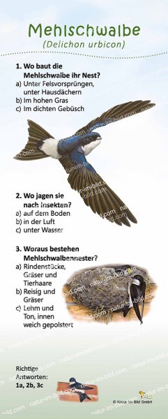 Mehlschwalbe